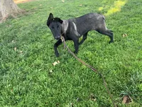 Luna , a female Belgian Malinois for sale in Yuba City, CA – 2 of 5