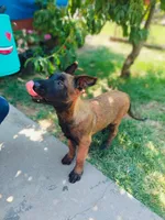 Athena, a female Belgian Malinois for sale in Yuba City, CA – 3 of 3