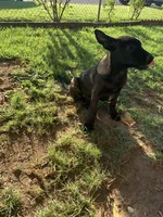 Luna , a female Belgian Malinois for sale in Yuba City, CA – 2 of 3