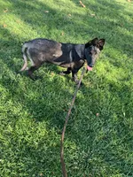 Luna , a female Belgian Malinois for sale in Yuba City, CA – 4 of 5