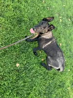 Luna , a female Belgian Malinois for sale in Yuba City, CA – 3 of 5