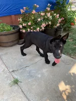 Bella, a female Belgian Malinois for sale in Yuba City, CA – 2 of 3
