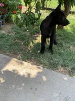 Bella, a female Belgian Malinois for sale in Yuba City, CA – 3 of 3