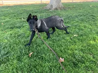 Luna , a female Belgian Malinois for sale in Yuba City, CA – 5 of 5