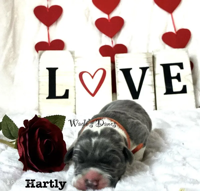 Hartley , a male Great Dane for sale in Mc Donald, OH – Photo 1 of 1