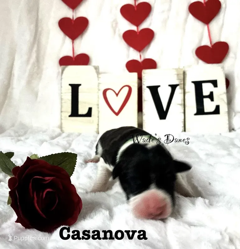 Casanova