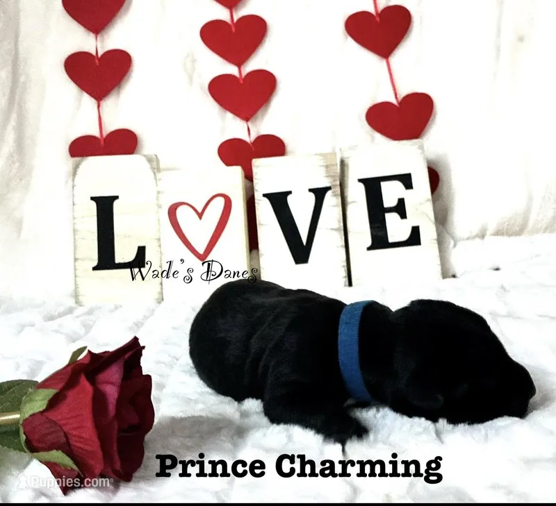 Prince charming
