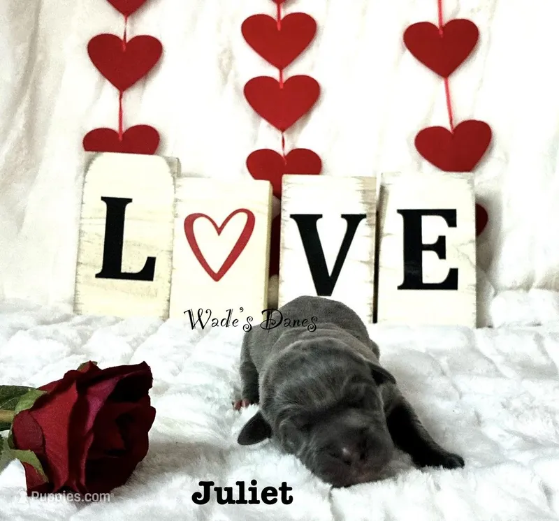 Juliet, a female Great Dane for sale in Mc Donald, OH – Photo 1 of 1