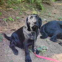 pre trained starter pup, a female Labrador Retriever for sale in Portland, OR – 3 of 4