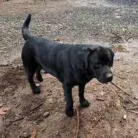 gold girl, a female Labrador Retriever for sale in Portland, OR – Photo 8 of 8