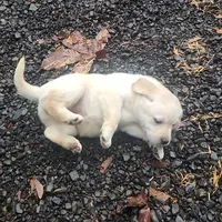 gold girl, a female Labrador Retriever for sale in Portland, OR – Photo 5 of 8