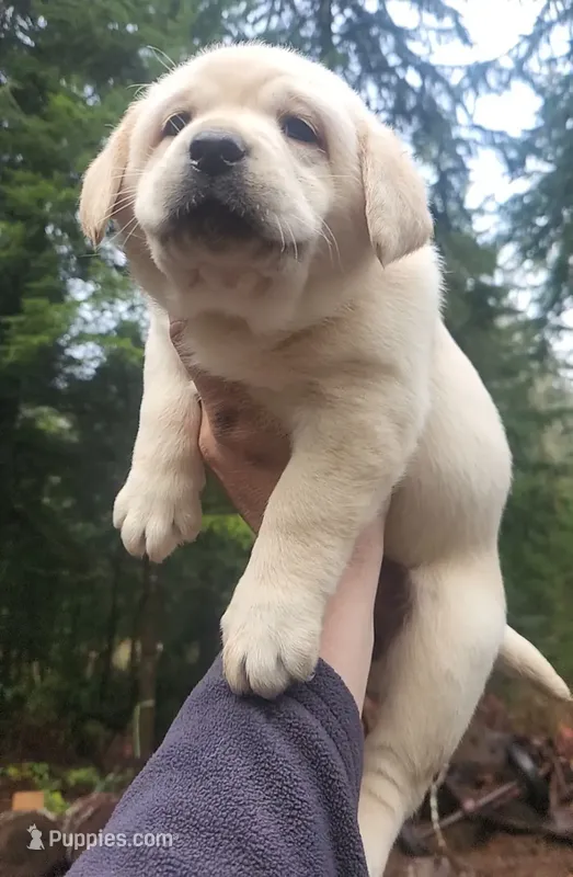 gold girl – Labrador Retriever puppy for sale in Portland, OR