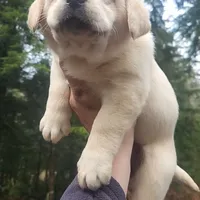 gold girl, a female Labrador Retriever for sale in Portland, OR – Photo 1 of 8