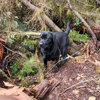 gold girl, a female Labrador Retriever for sale in Portland, OR – Photo 7 of 8