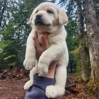 gold girl, a female Labrador Retriever for sale in Portland, OR – Photo 6 of 8