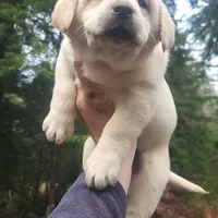gold girl, a female Labrador Retriever for sale in Portland, OR – Photo 2 of 8