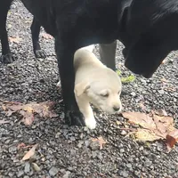 gold girl, a female Labrador Retriever for sale in Portland, OR – Photo 3 of 8