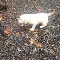 gold girl, a female Labrador Retriever for sale in Portland, OR – Photo 4 of 8