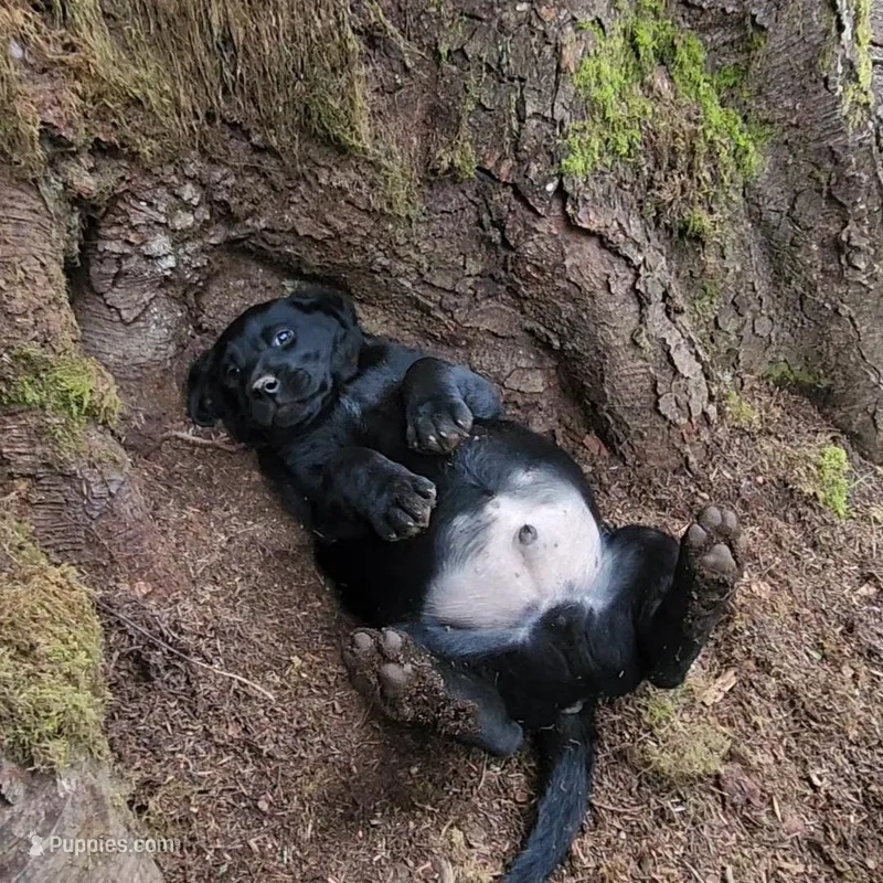 King Kong – Labrador Retriever puppy for sale in Portland, OR