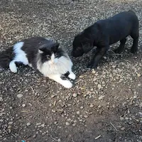 King Kong, a male Labrador Retriever for sale in Portland, OR – Photo 2 of 4