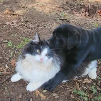King Kong, a male Labrador Retriever for sale in Portland, OR – Photo 4 of 4