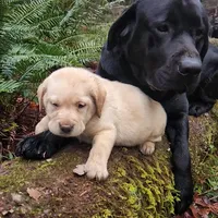 Big Boy, a male Labrador Retriever for sale in Portland, OR – Photo 5 of 5