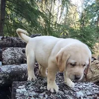 Big Boy, a male Labrador Retriever for sale in Portland, OR – Photo 2 of 5