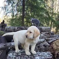 Big Boy, a male Labrador Retriever for sale in Portland, OR – Photo 4 of 5