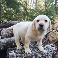Big Boy, a male Labrador Retriever for sale in Portland, OR – Photo 1 of 5