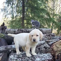 Big Boy, a male Labrador Retriever for sale in Portland, OR – Photo 3 of 5