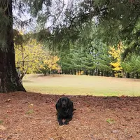 Trained pup Philip, a male Labrador Retriever for sale in Portland, OR – Photo 4 of 4