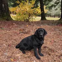 Trained pup Philip, a male Labrador Retriever for sale in Portland, OR – Photo 3 of 4