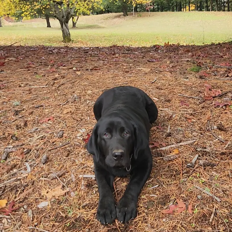 Trained pup Philip – Labrador Retriever puppy for sale in Portland, OR