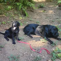 pre trained starter pup, a female Labrador Retriever for sale in Portland, OR – 4 of 4