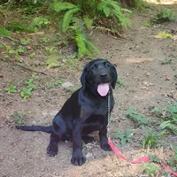 pre trained starter pup, a female Labrador Retriever for sale in Portland, OR – 2 of 4