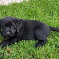 Black Female 2, a female Labrador Retriever for sale in Portland, OR – Photo 7 of 7