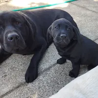 Black Female 2, a female Labrador Retriever for sale in Portland, OR – Photo 5 of 7