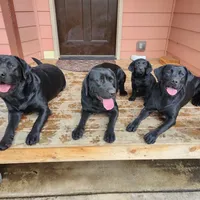 Black Female 2, a female Labrador Retriever for sale in Portland, OR – Photo 3 of 7