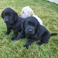 Black Female 2, a female Labrador Retriever for sale in Portland, OR – Photo 2 of 7