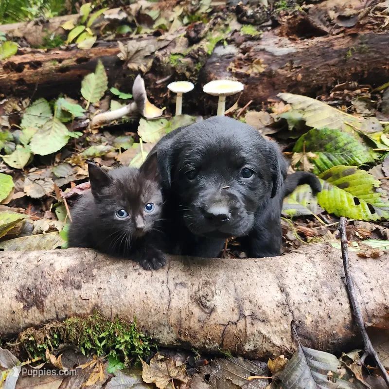 Black Female 2 – Labrador Retriever puppy for sale in Portland, OR