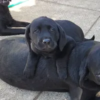 Black Female 2, a female Labrador Retriever for sale in Portland, OR – Photo 4 of 7