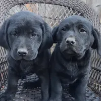 Black Female 2, a female Labrador Retriever for sale in Portland, OR – Photo 6 of 7