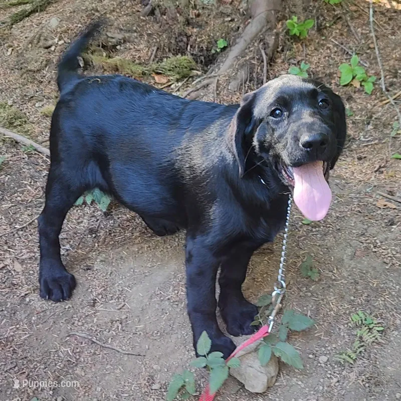 pre trained starter pup – Labrador Retriever puppy for sale in Portland, OR