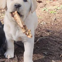 Rabbit, a male Labrador Retriever for sale in Portland, OR – Photo 2 of 3