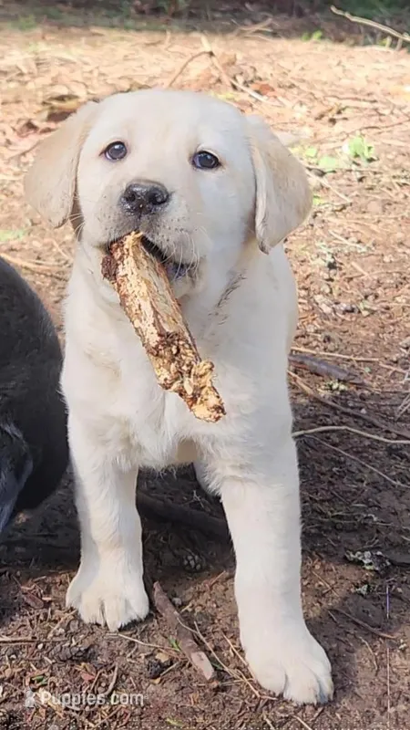 Rabbit – Labrador Retriever puppy for sale in Portland, OR