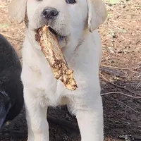 Rabbit, a male Labrador Retriever for sale in Portland, OR – Photo 1 of 3