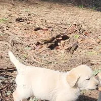 Rabbit, a male Labrador Retriever for sale in Portland, OR – Photo 3 of 3