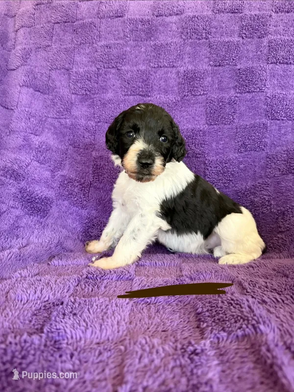 Brown  – Sheepadoodle puppy for sale in Patch Grove, WI