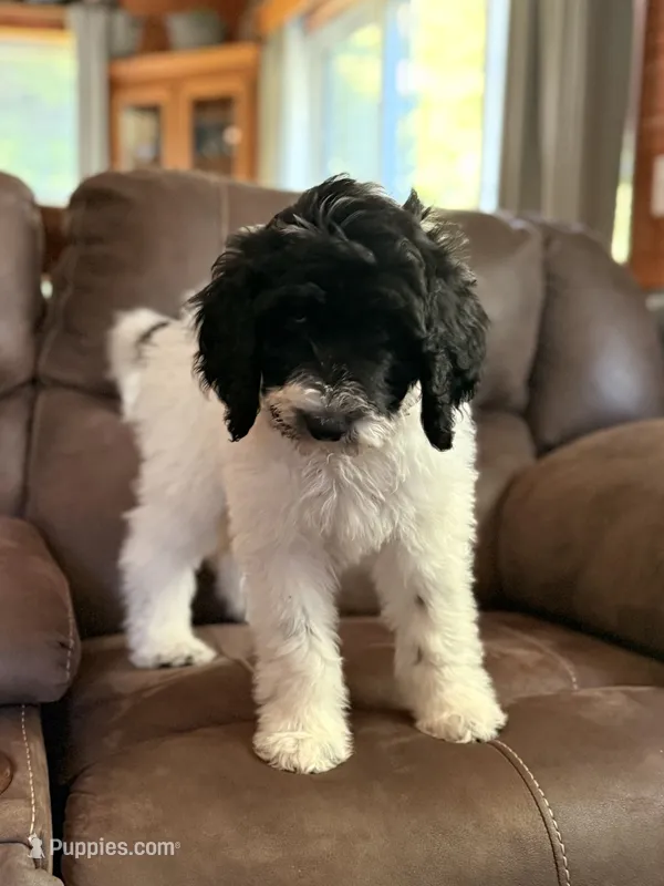 Blue-potty trained – Sheepadoodle puppy for sale in Patch Grove, WI
