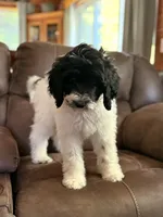 Blue-potty trained, a female Sheepadoodle for sale in Patch Grove, WI – 1 of 7